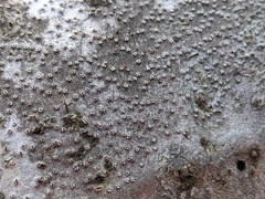 Cytospora nivea