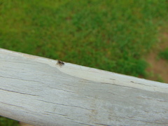 Pelegrina flavipes