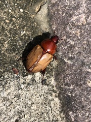 Cyclocephala melanocephala