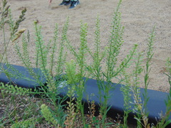 Lepidium densiflorum