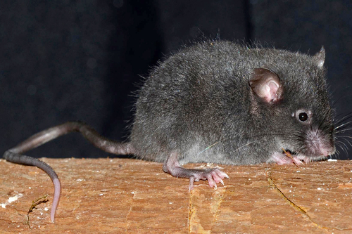 Ledeci's Forest Mouse (Chilomys georgeledecii) — Data Deficient Mammalia