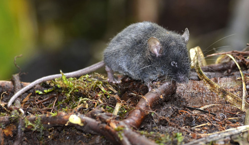Percequillo's Forest Mouse (Chilomys percequilloi) — Data Deficient Mammalia