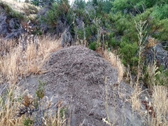 Acromyrmex lobicornis