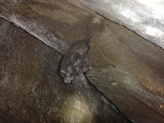 Chrotopterus auritus