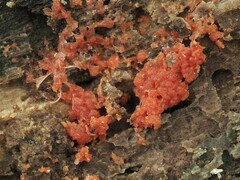 Tulasnella aurantiaca