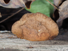 Fuscoporia