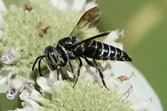Cyrtocoelioxys
