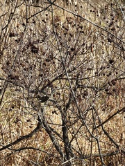 Cephalanthus occidentalis