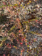 Vaccinium myrsinites