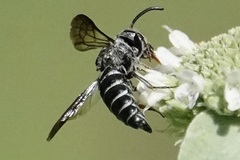 Cyrtocoelioxys