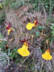Cyrtochilum aureum