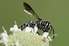 Cyrtocoelioxys