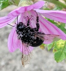 Bombus