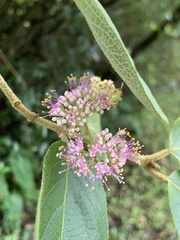 Callicarpa formosana formosana