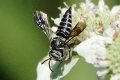 Cyrtocoelioxys