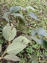 Callicarpa formosana formosana