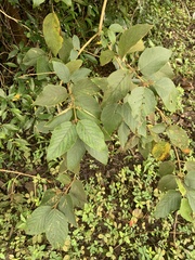 Callicarpa formosana formosana