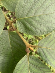 Callicarpa formosana formosana