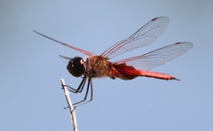Tramea insularis