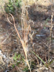 Andropogon