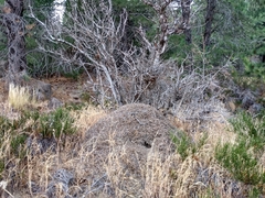 Acromyrmex lobicornis