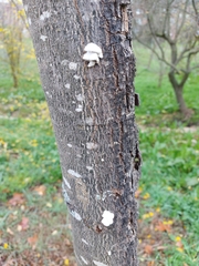 Schizophyllum commune