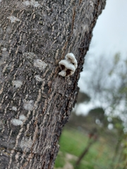 Schizophyllum commune