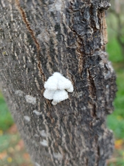 Schizophyllum commune