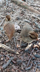 Crypturellus soui