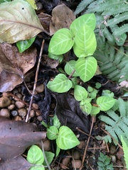 Lepidagathis inaequalis