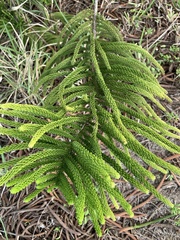 Araucaria