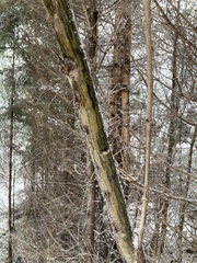 Acer pensylvanicum