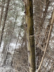 Acer pensylvanicum