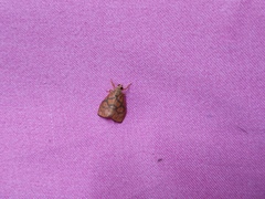 Ammatho cuneonotatus