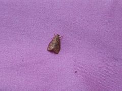 Ammatho cuneonotatus
