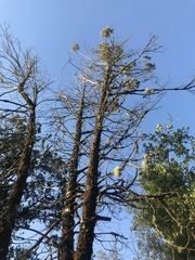 Austrocedrus chilensis