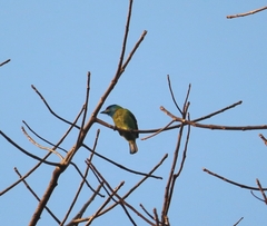 Psilopogon asiaticus