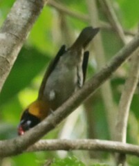 Caryothraustes poliogaster