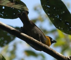 Caryothraustes poliogaster