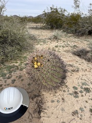 Ferocactus