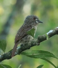 Malacoptila panamensis