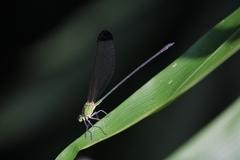 Vestalis apicalis