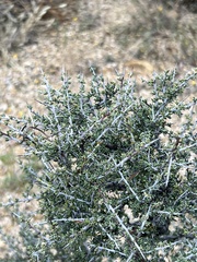 Condalia ericoides