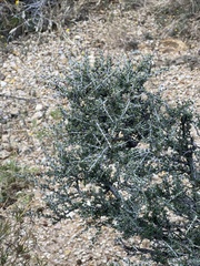 Condalia ericoides