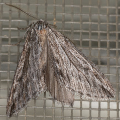 Paleacrita longiciliata