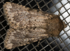 Pseudobryomima fallax