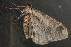 Stamnodes albiapicata