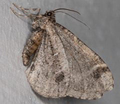 Stamnodes albiapicata