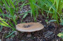 Melanoleuca brevipes
