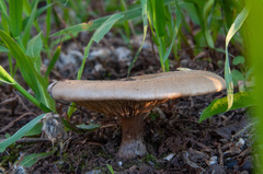 Melanoleuca brevipes